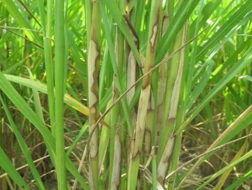 水稻纹枯病