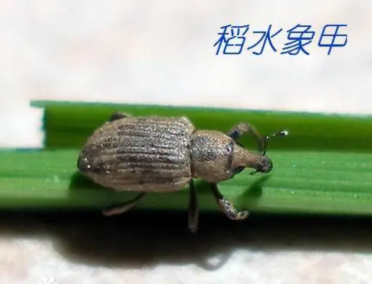 稻水象甲