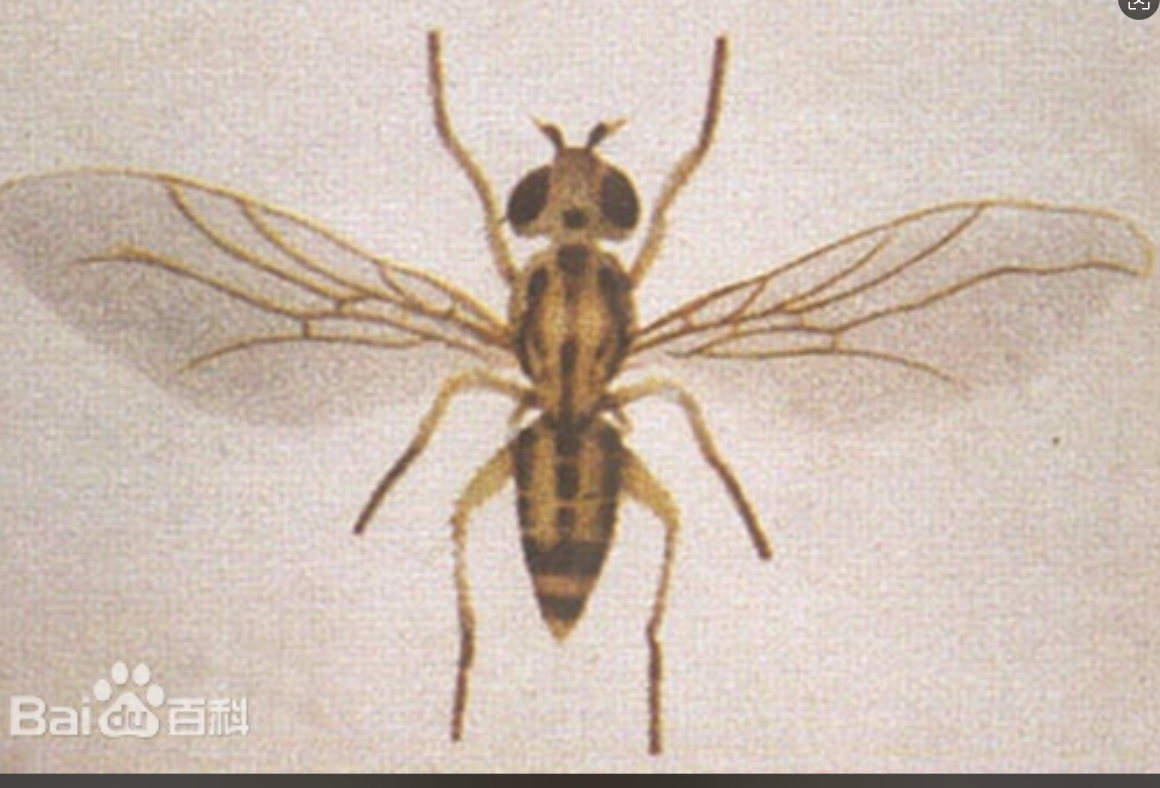 稻秆蝇