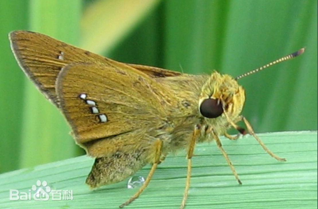 稻苞虫